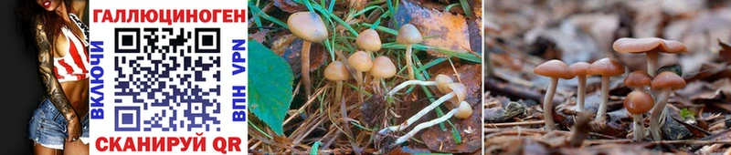 Псилоцибиновые грибы GOLDEN TEACHER  Котельнич 